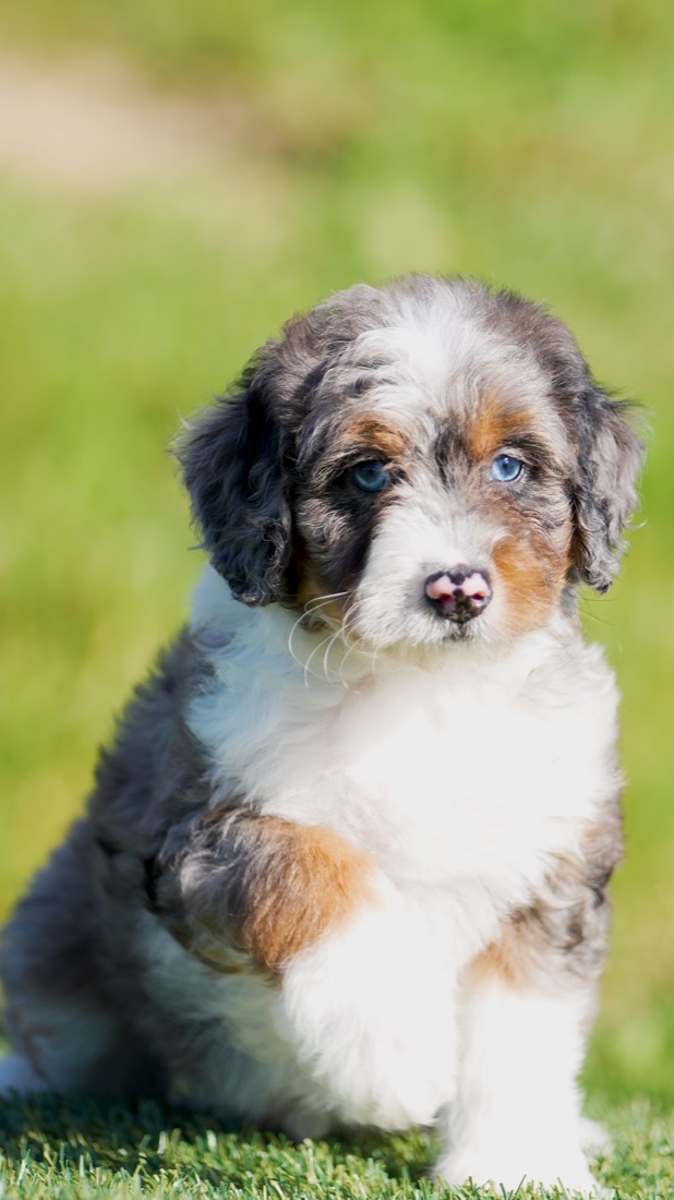 Mini Bernedoodle puppy