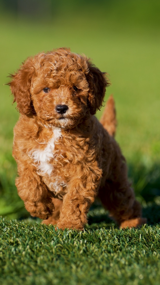Cavapoo puppy