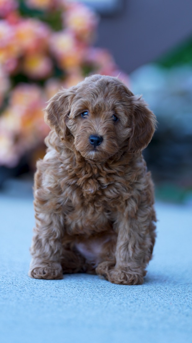 Mini Goldendoodle puppy