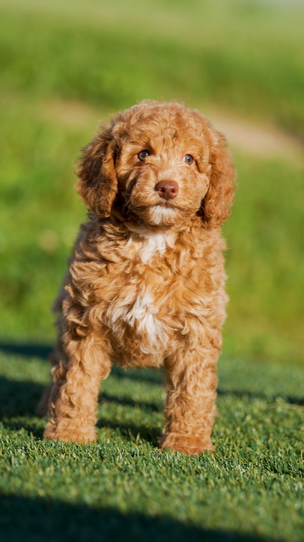Mini Labradoodle puppy