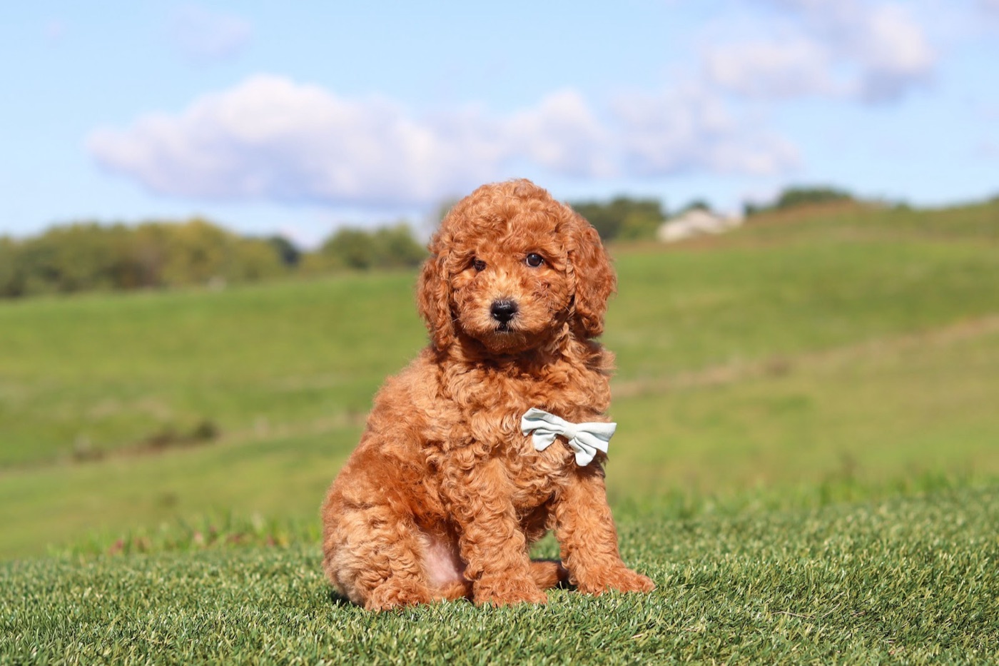 Available luxury doodle puppy