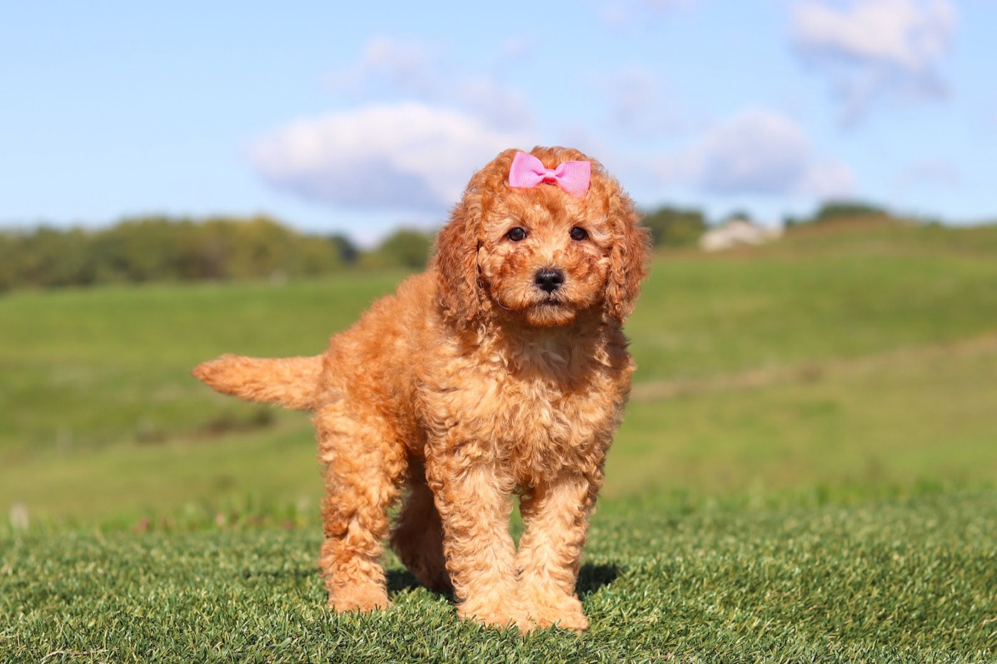 Available luxury doodle puppy
