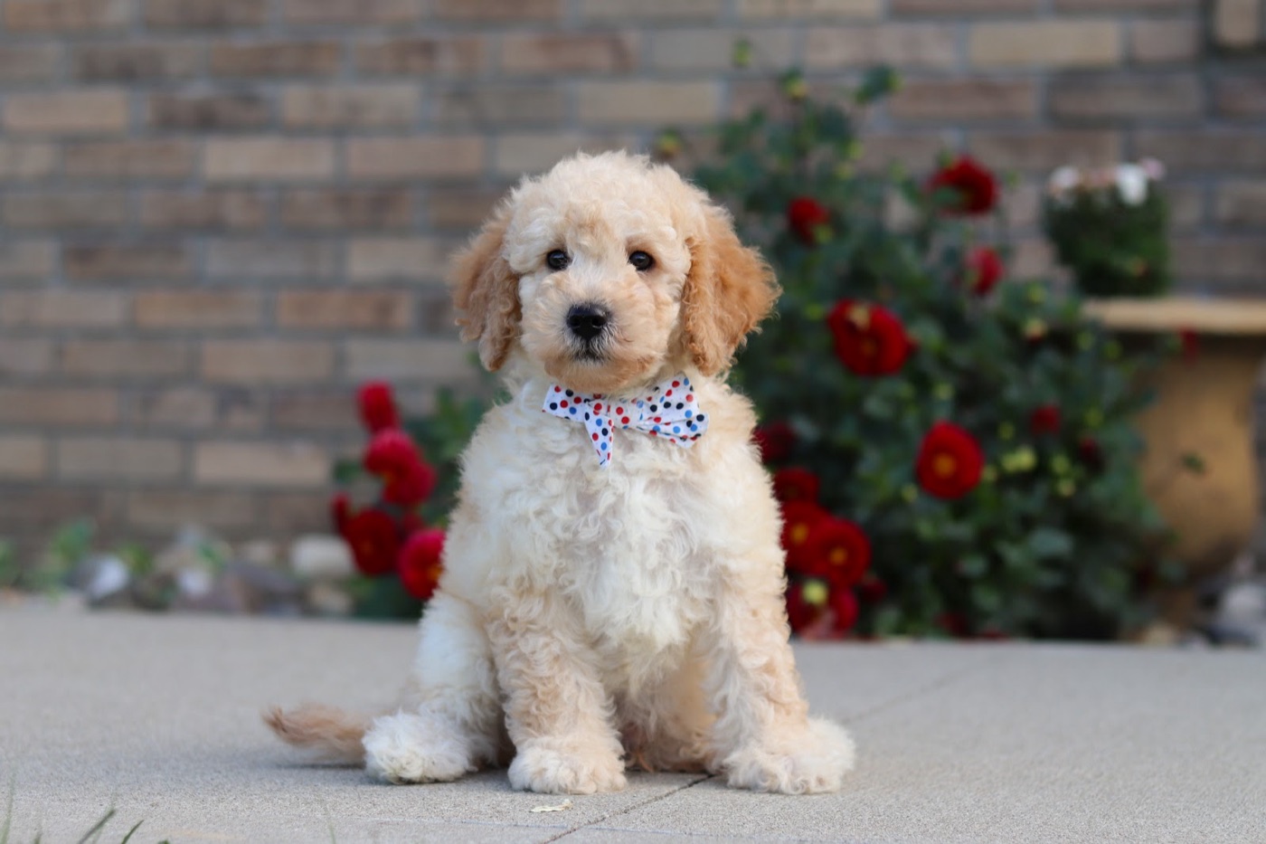 Available luxury doodle puppy