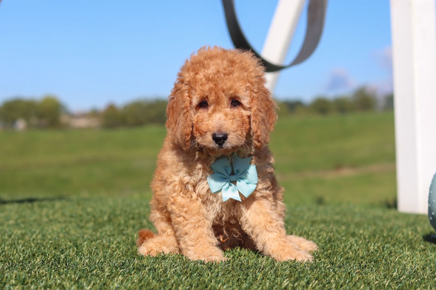 Available luxury doodle puppy