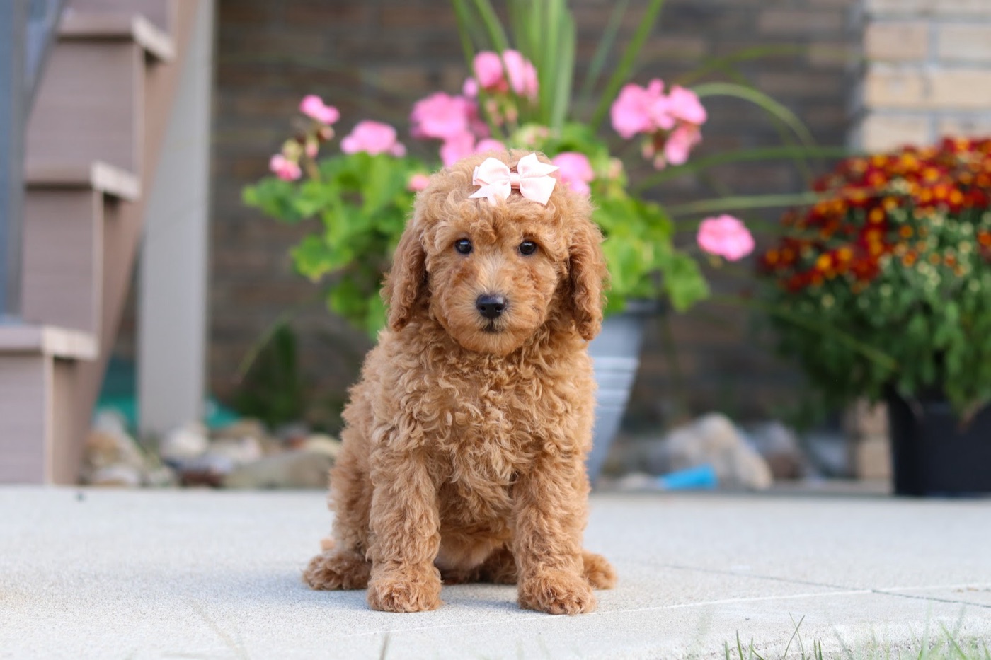 Available luxury doodle puppy
