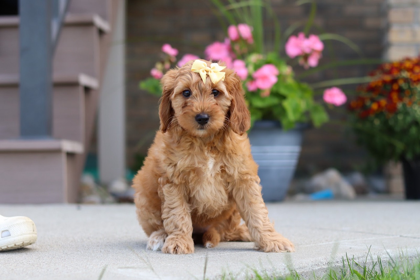 Available luxury doodle puppy