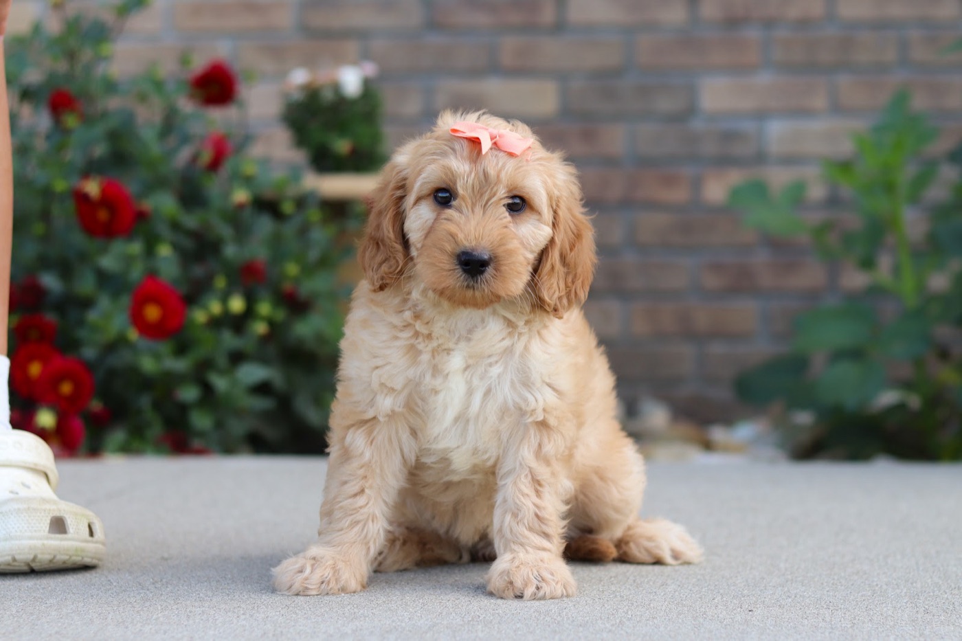 Available luxury doodle puppy