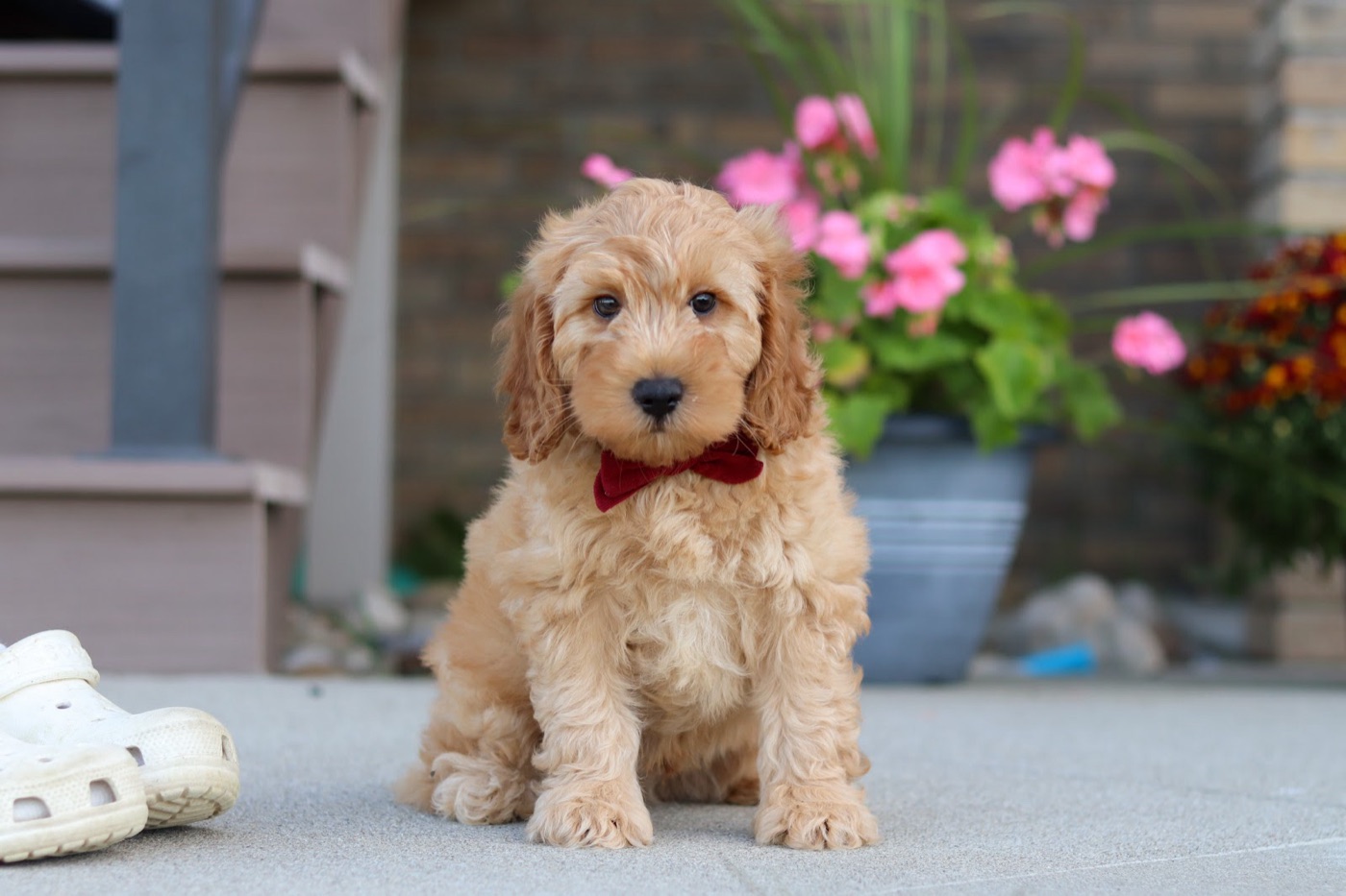 Available luxury doodle puppy