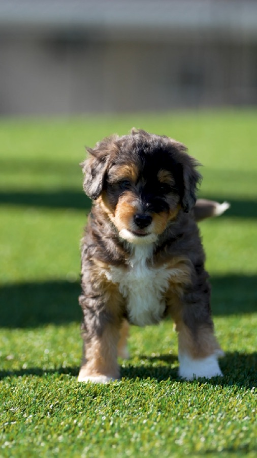 ERBS puppy video