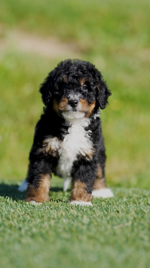 ERBS puppy video