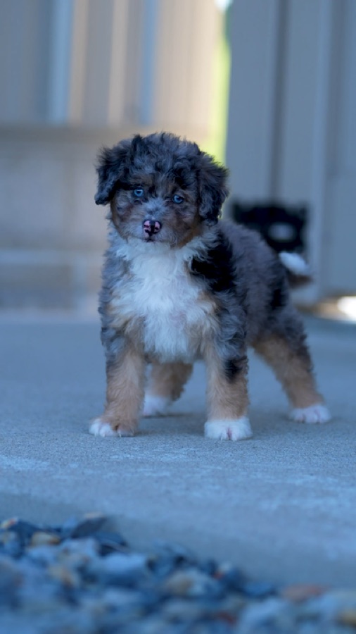 ERBS puppy video