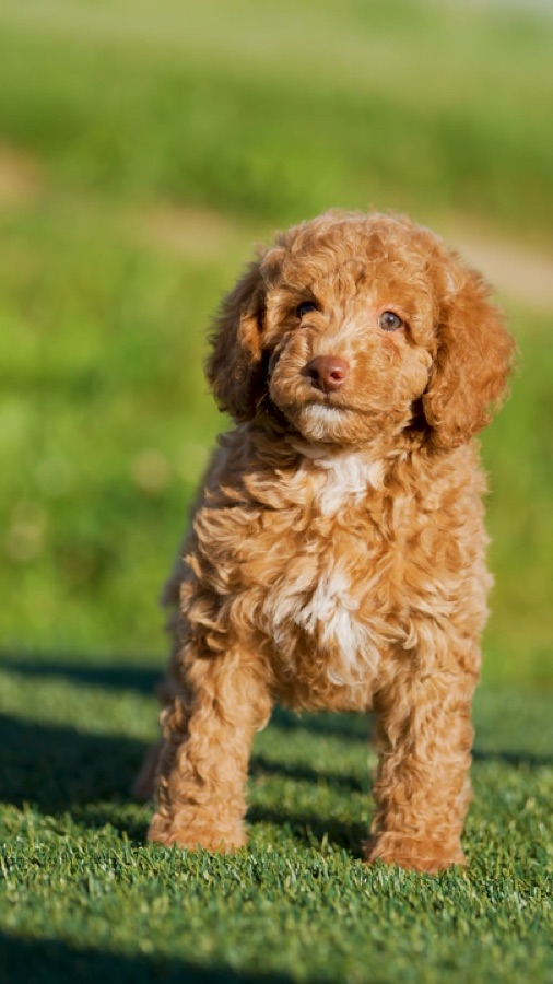 ERBS puppy video