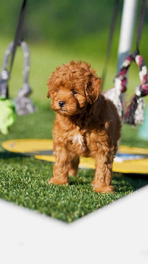 ERBS puppy video
