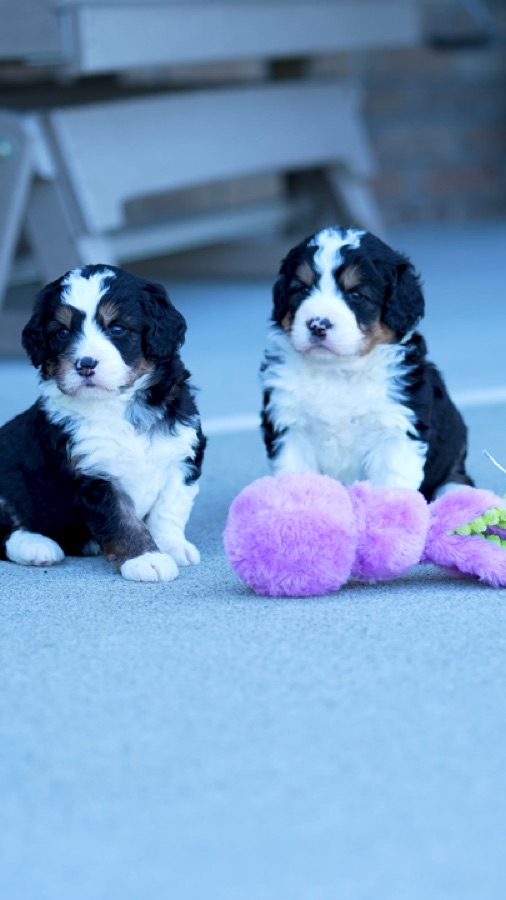 ERBS puppy video